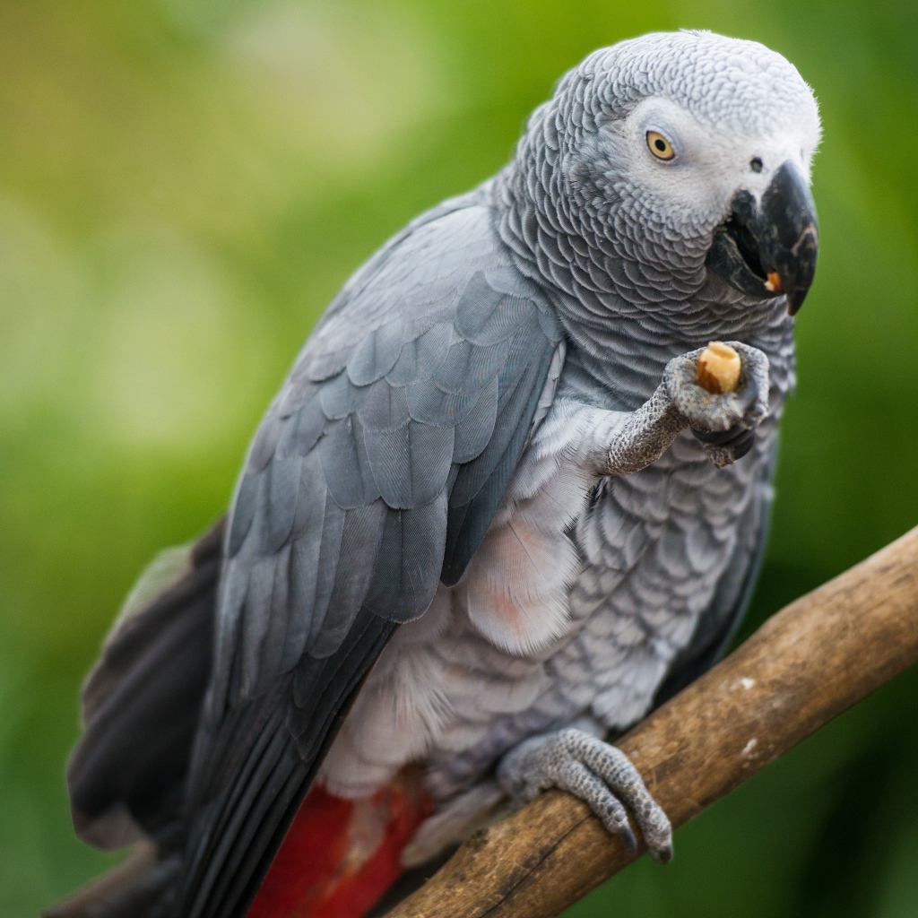 Серый попугай сидит на ветке