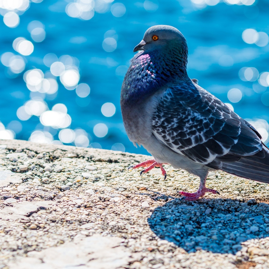 Серый голубь стоит у воды