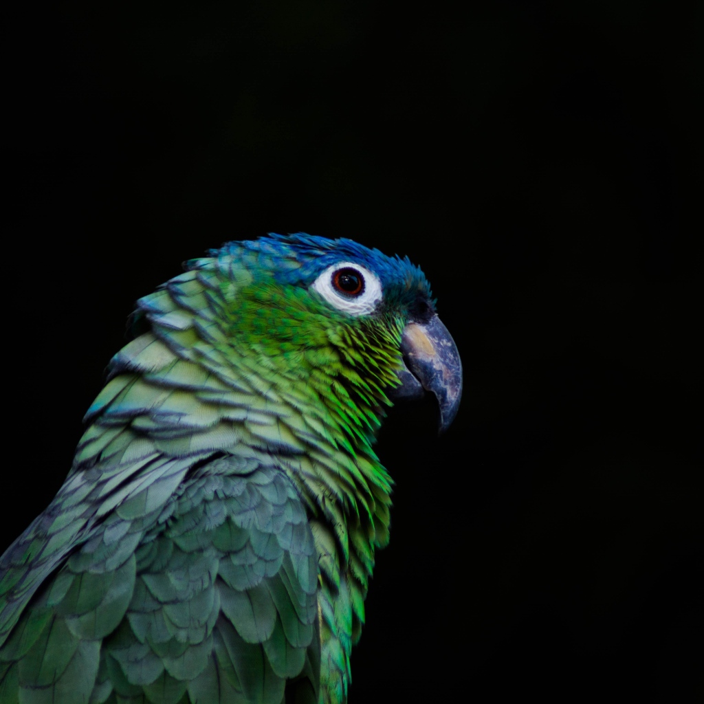 Зеленый попугай на черном фоне крупным планом