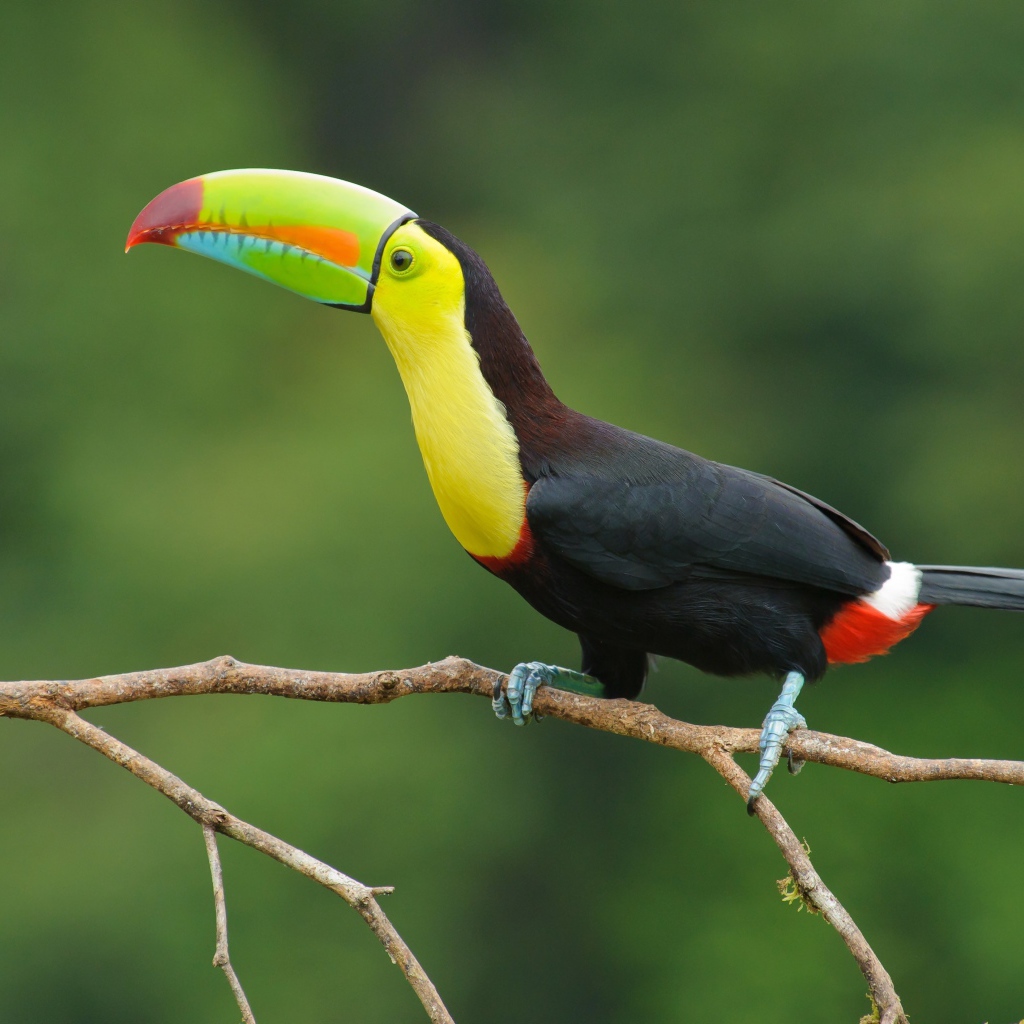 Большая птица тукан сидит на тонкой ветке дерева