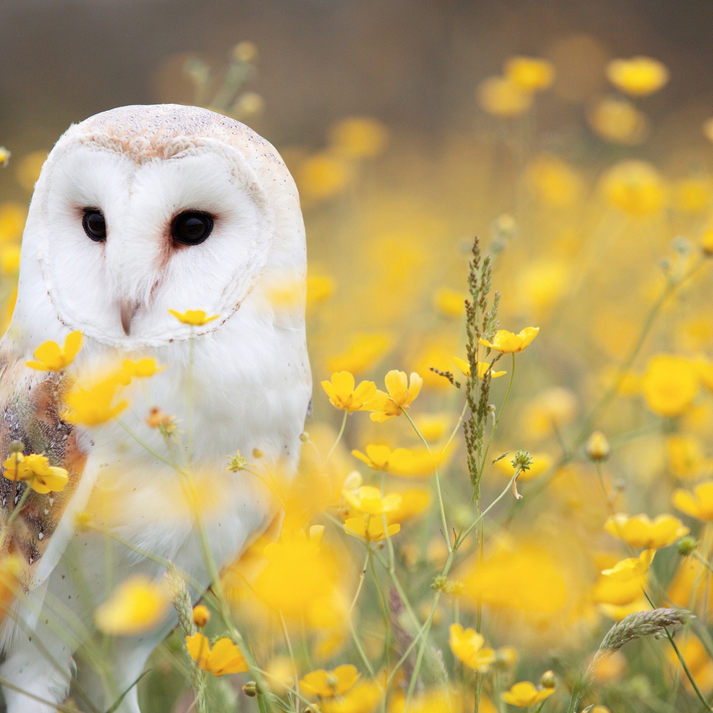 Большая белая сова сидит в желтых цветах