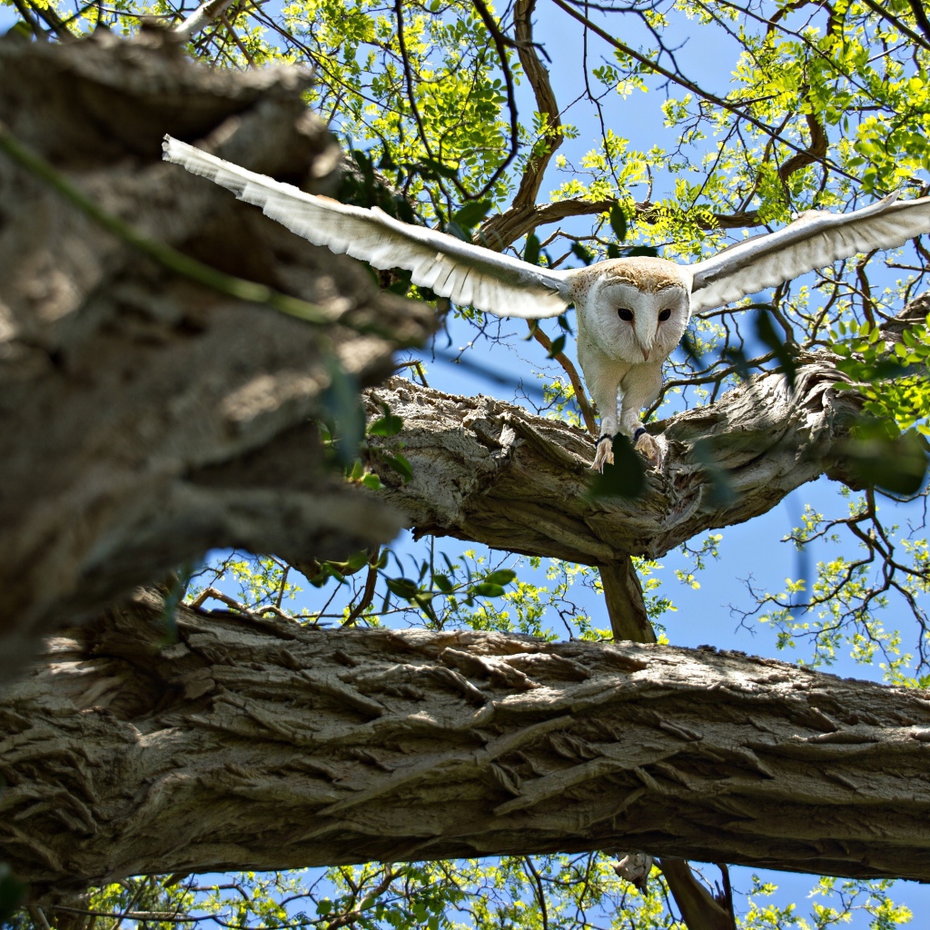 Большая белая сова взлетает с ветки