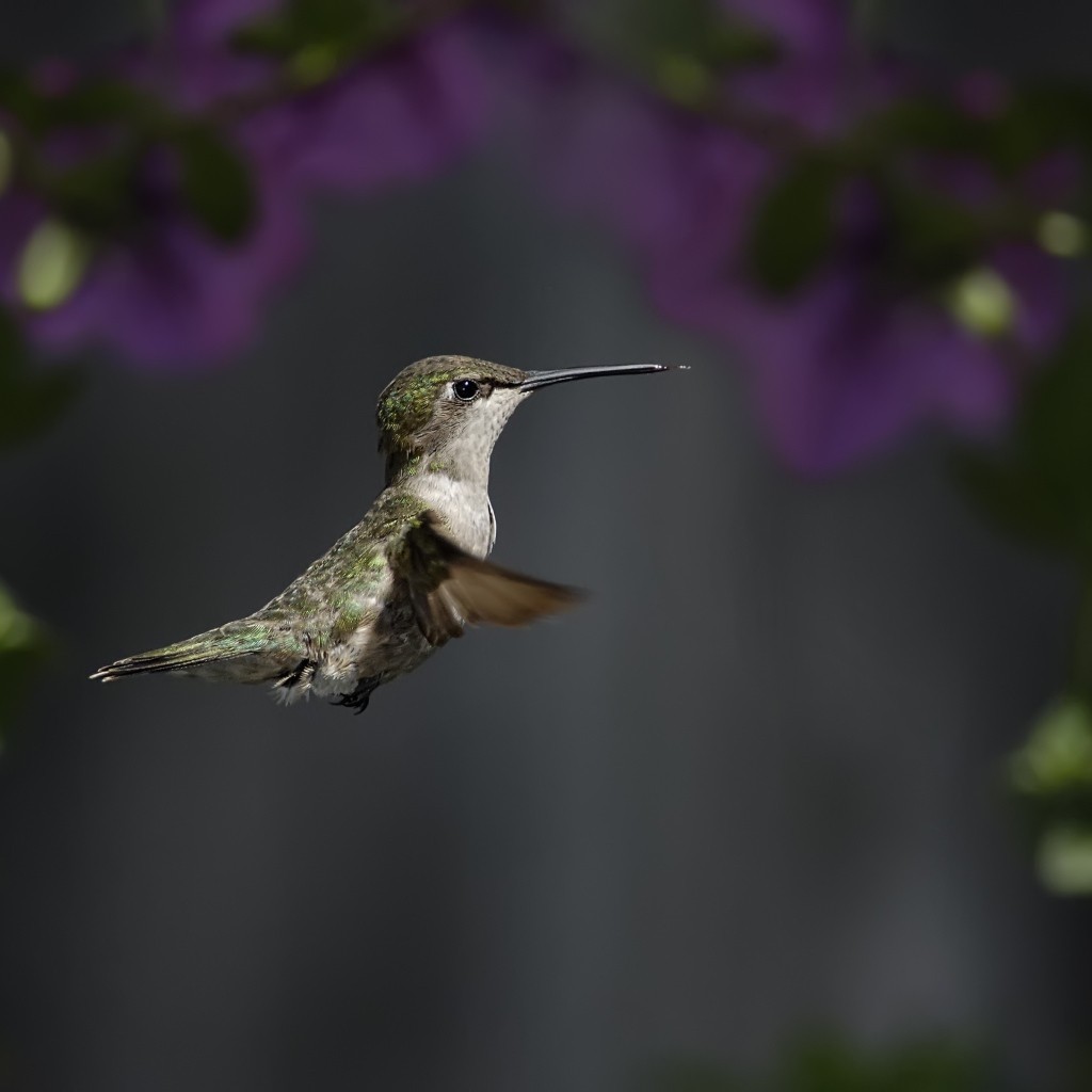 Маленькая птичка колибри крупным планом