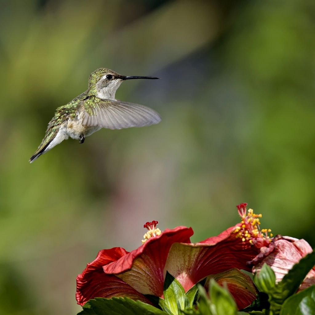 Маленькая птичка колибри летает над красными цветами гибискуса