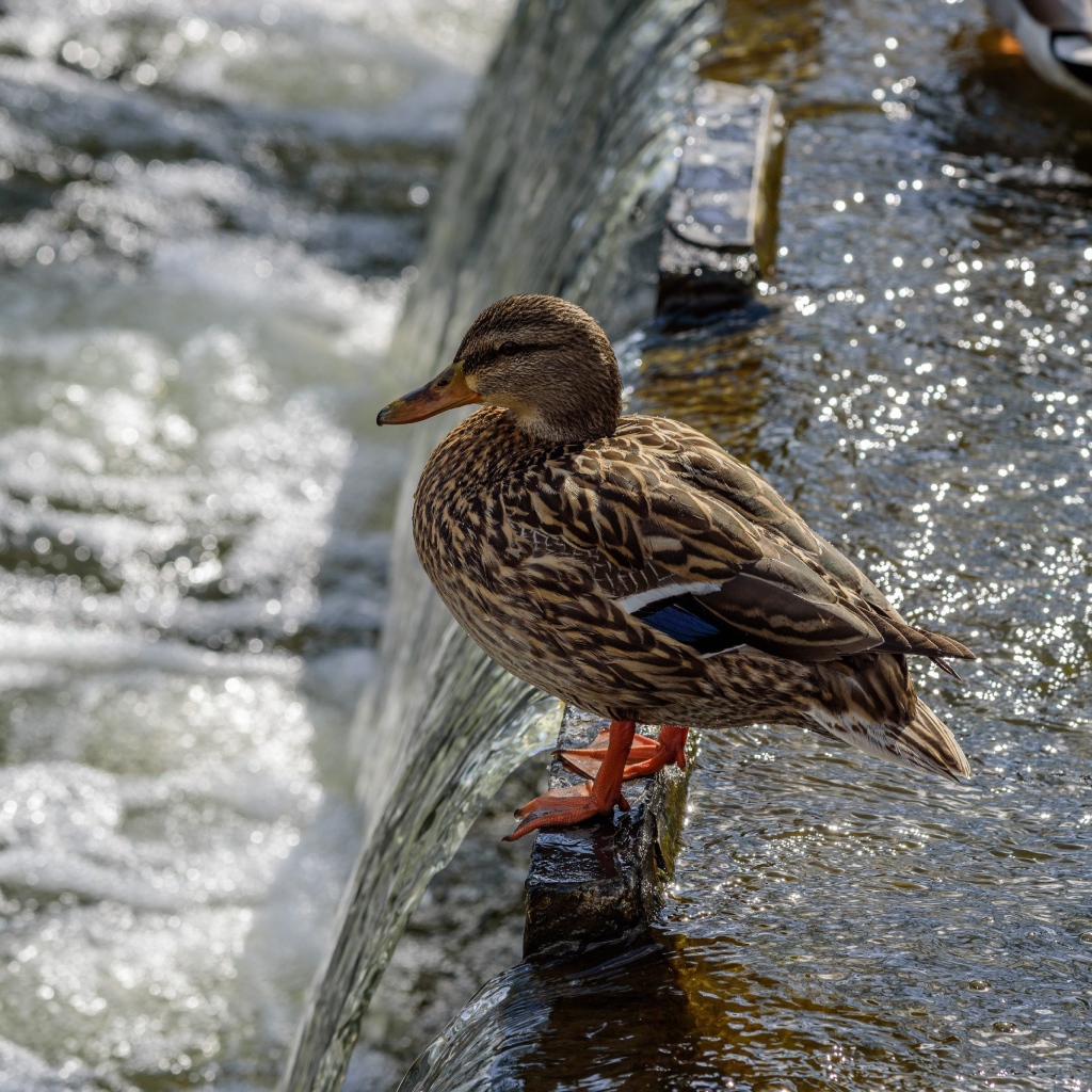 Маленькая серая утка у воды