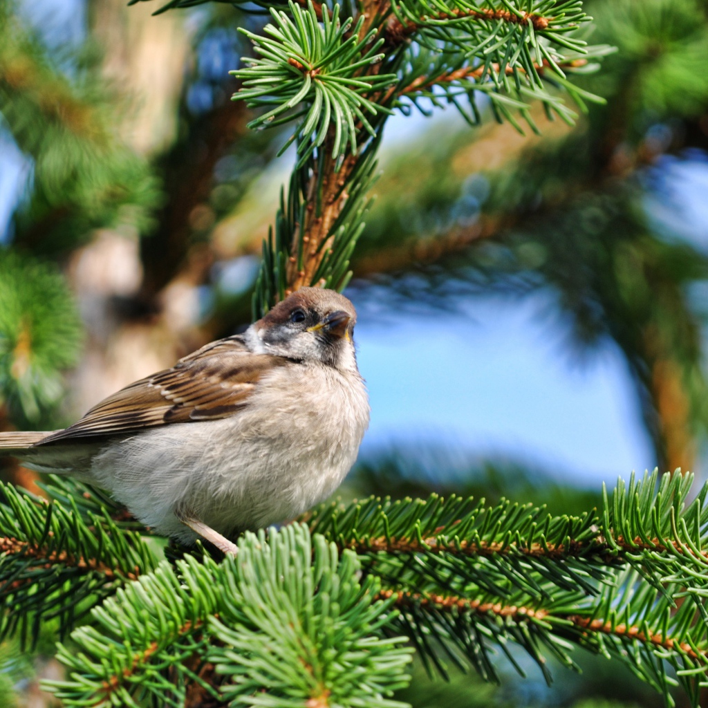 Маленький серый воробей сидит на еловой ветке