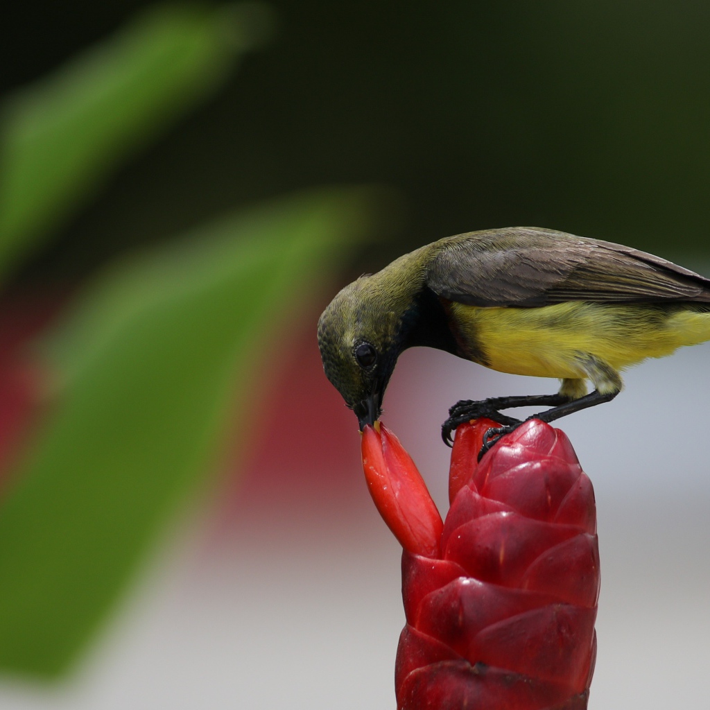 Маленькая птица колибри кормится на красном цветке