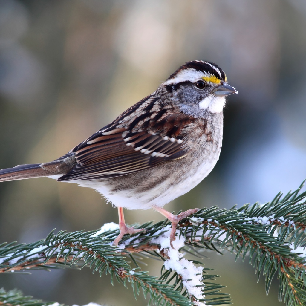 Маленький воробей сидит на еловой ветки зимой