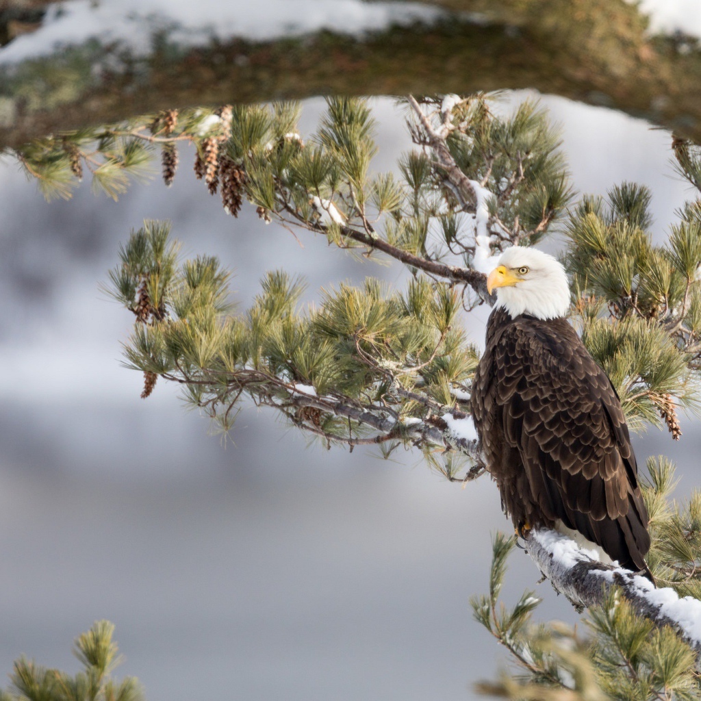 Белоголовый Орлан сидит на заснеженной ветке зимой