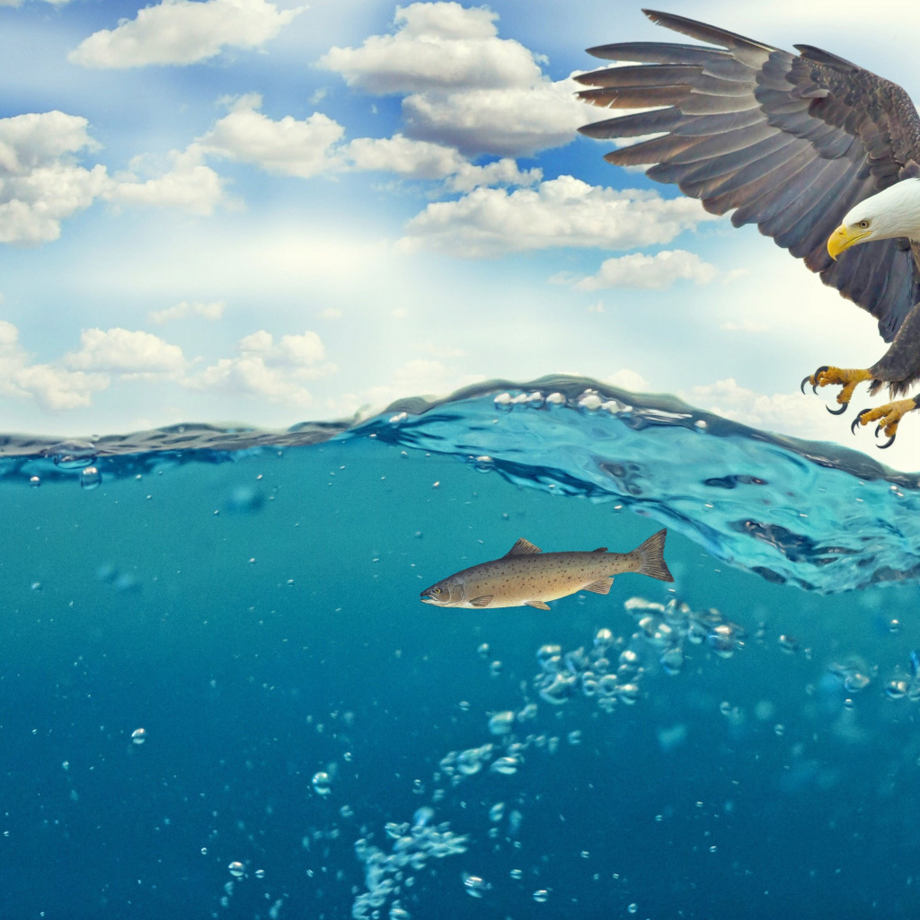 Белоголовый орлан ловит рыбу в воде 