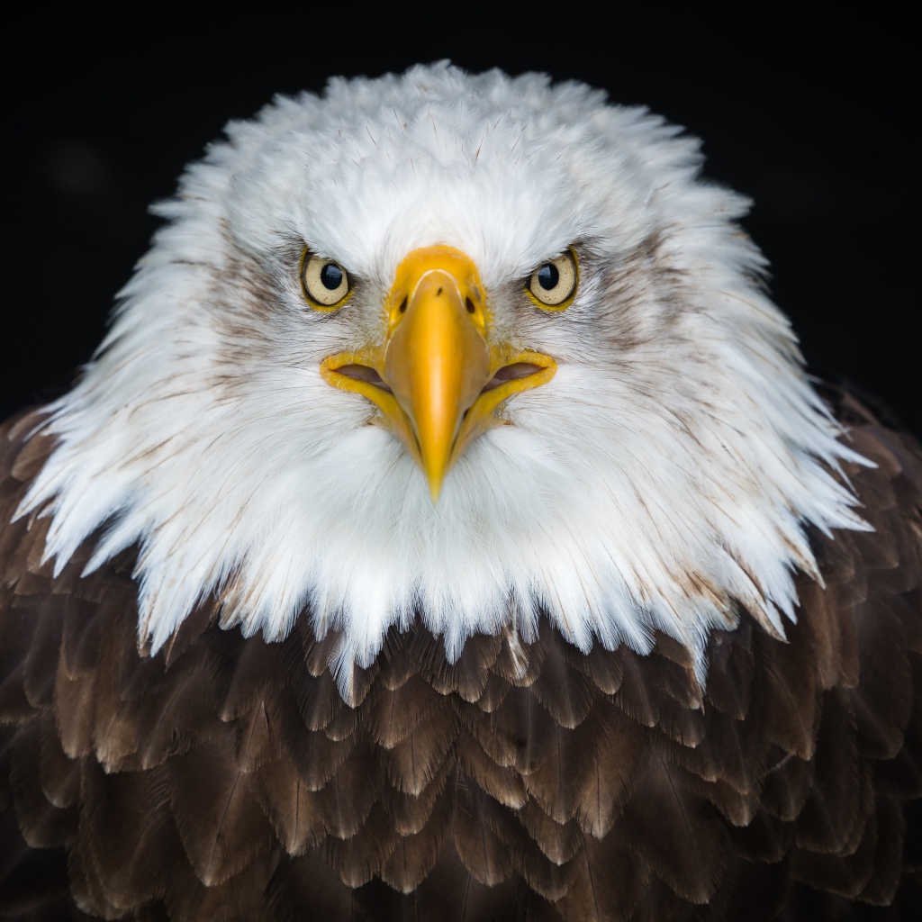 Белоголовый орлан на черном фоне крупным планом
