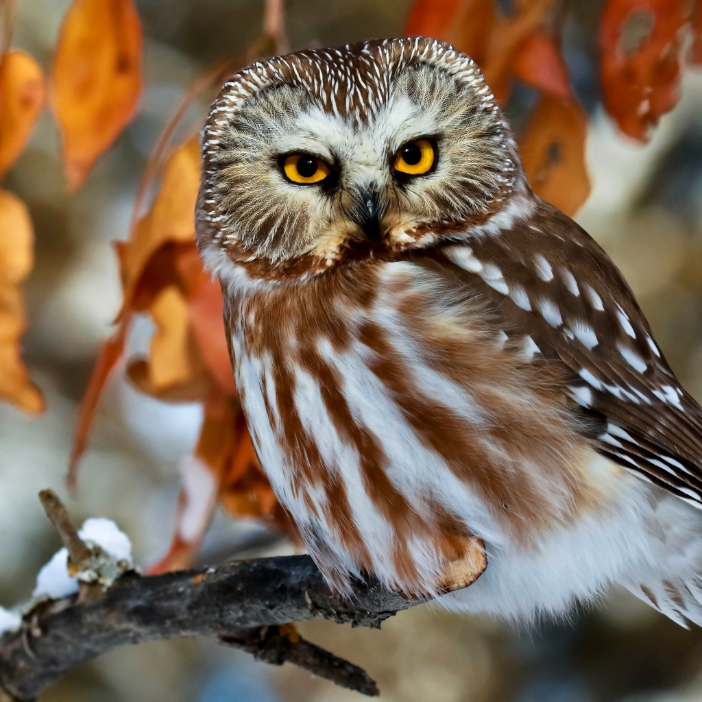 Красивая большая сова с желтыми глазами сидит на ветке