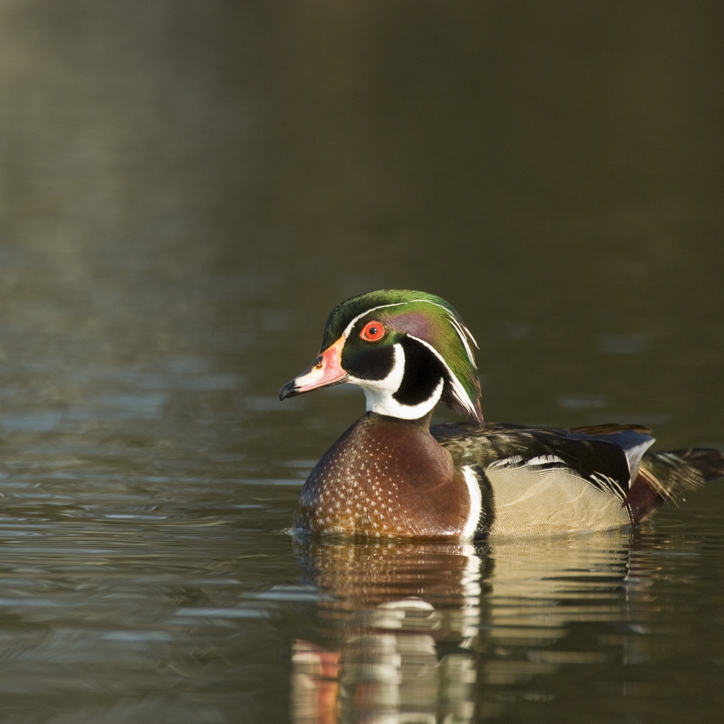 Красивая утка в воде крупным планом