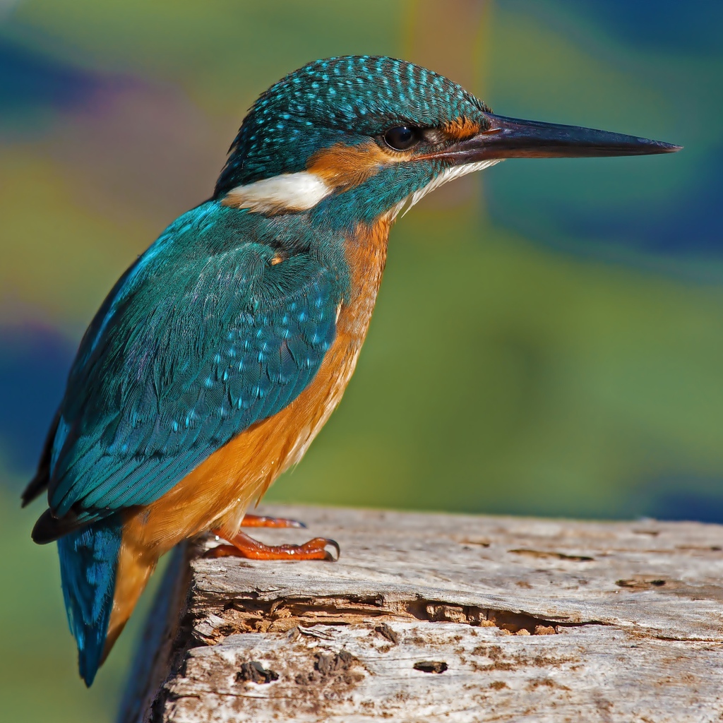 Красивая маленькая птичка зимородок сидит на дереве