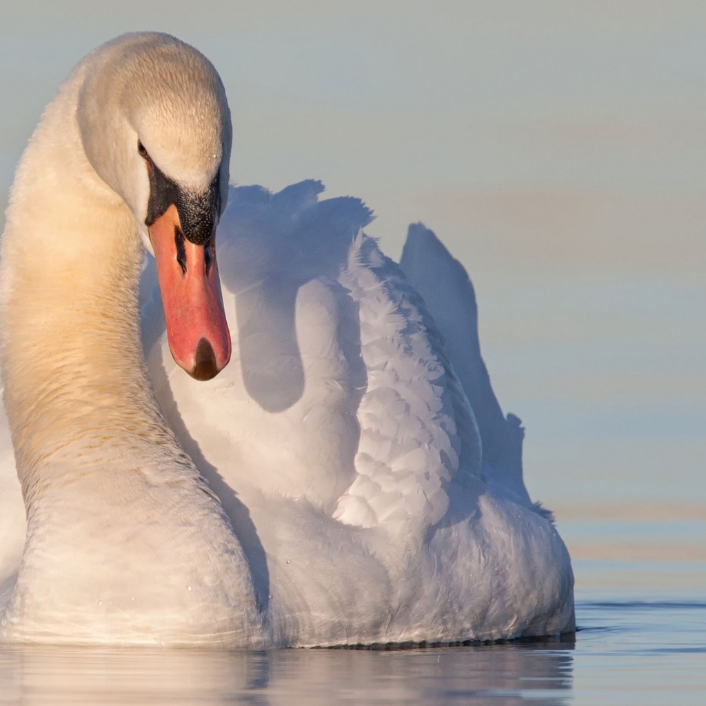Красивый белый лебедь в воде