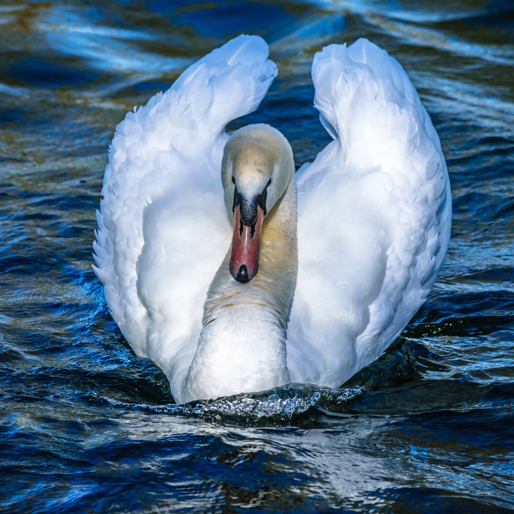Красивый белый лебедь в воде крупным планом