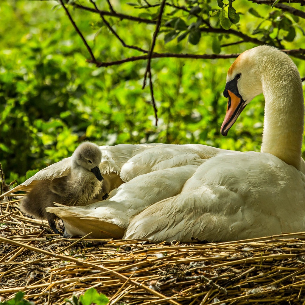 Красивый белый лебедь с птенцами в гнезде