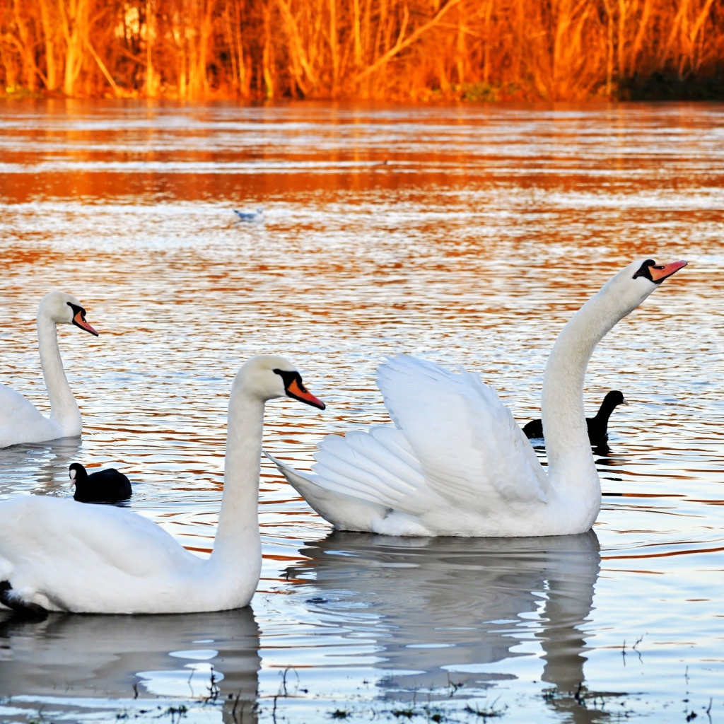 Красивые белые лебеди на пруду