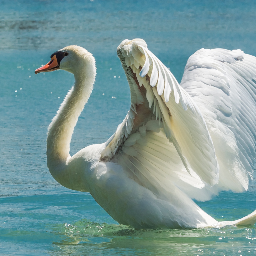Красивый белый взлетает из воды