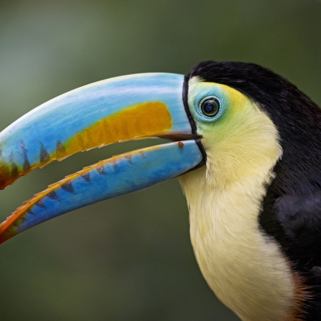 Птица-носорог калао. Клюв журавля. Птица с рогом на клюве 5. Птица с рогом на клюве 5. Красный ибис фото.