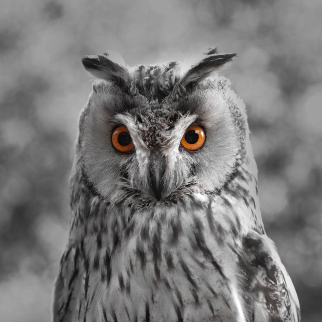 Большая серая сова с желтыми глазами
