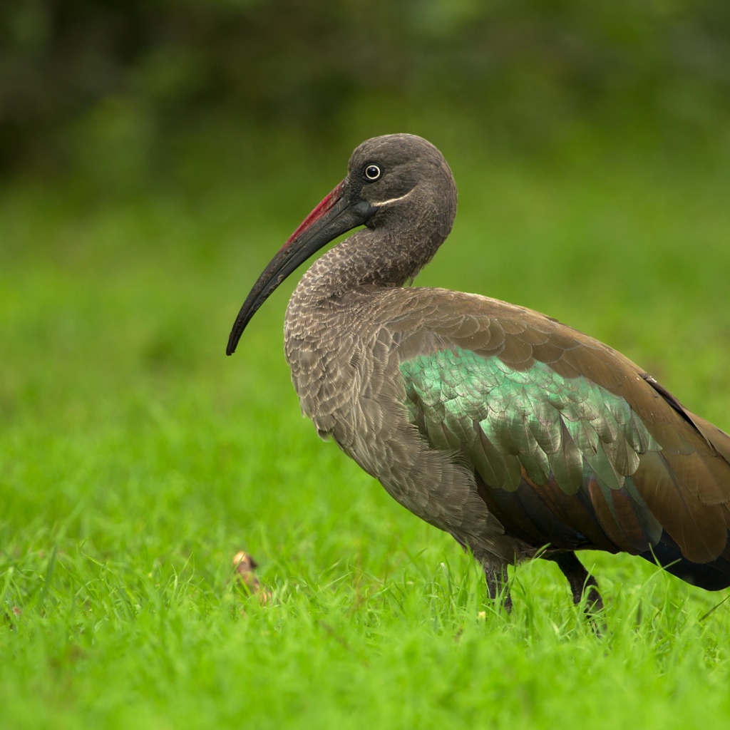 Большой ибис в зеленой траве крупным планом