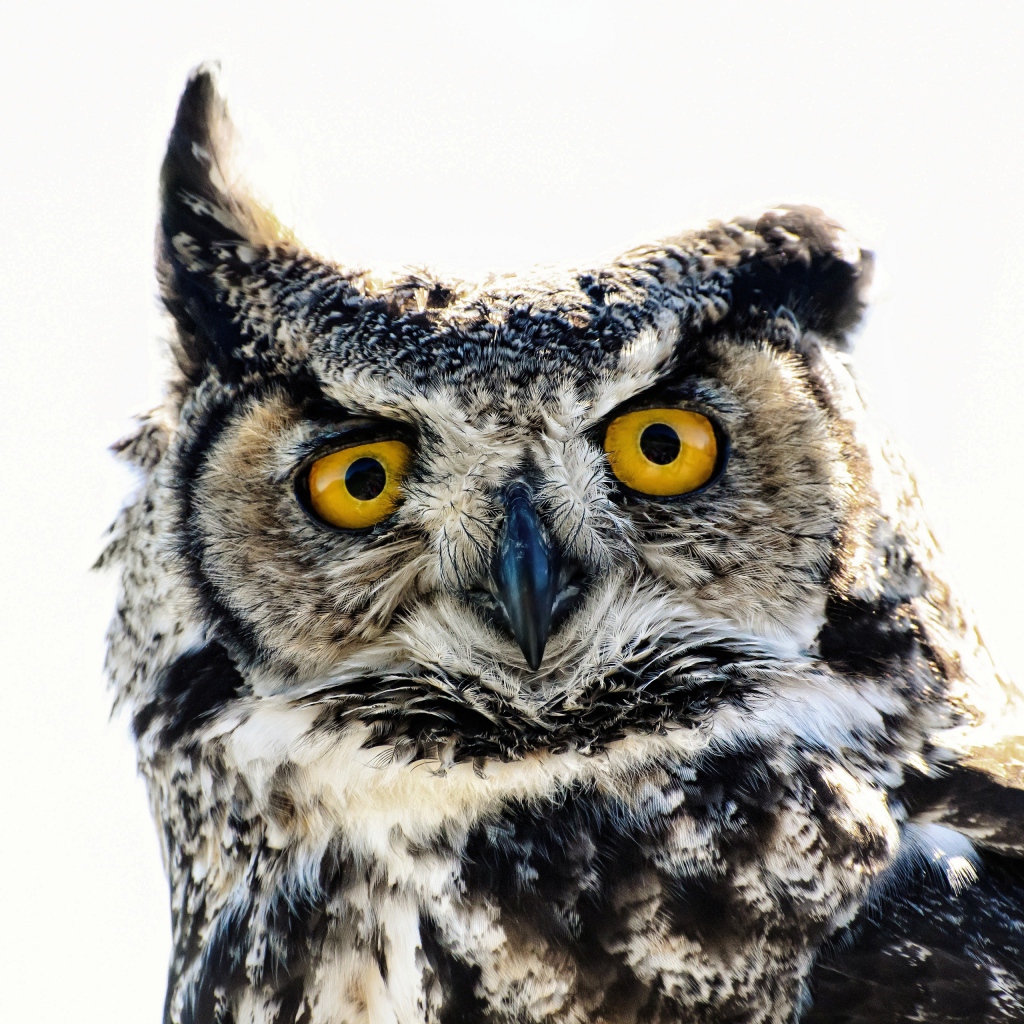 Большая сова на белом фоне крупным планом