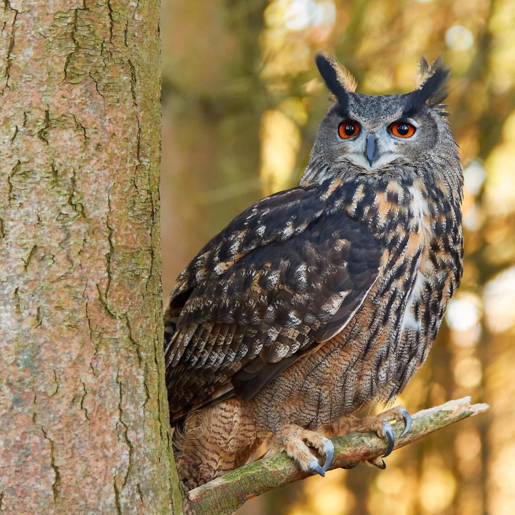 Большая сова сидит на ветке дерева