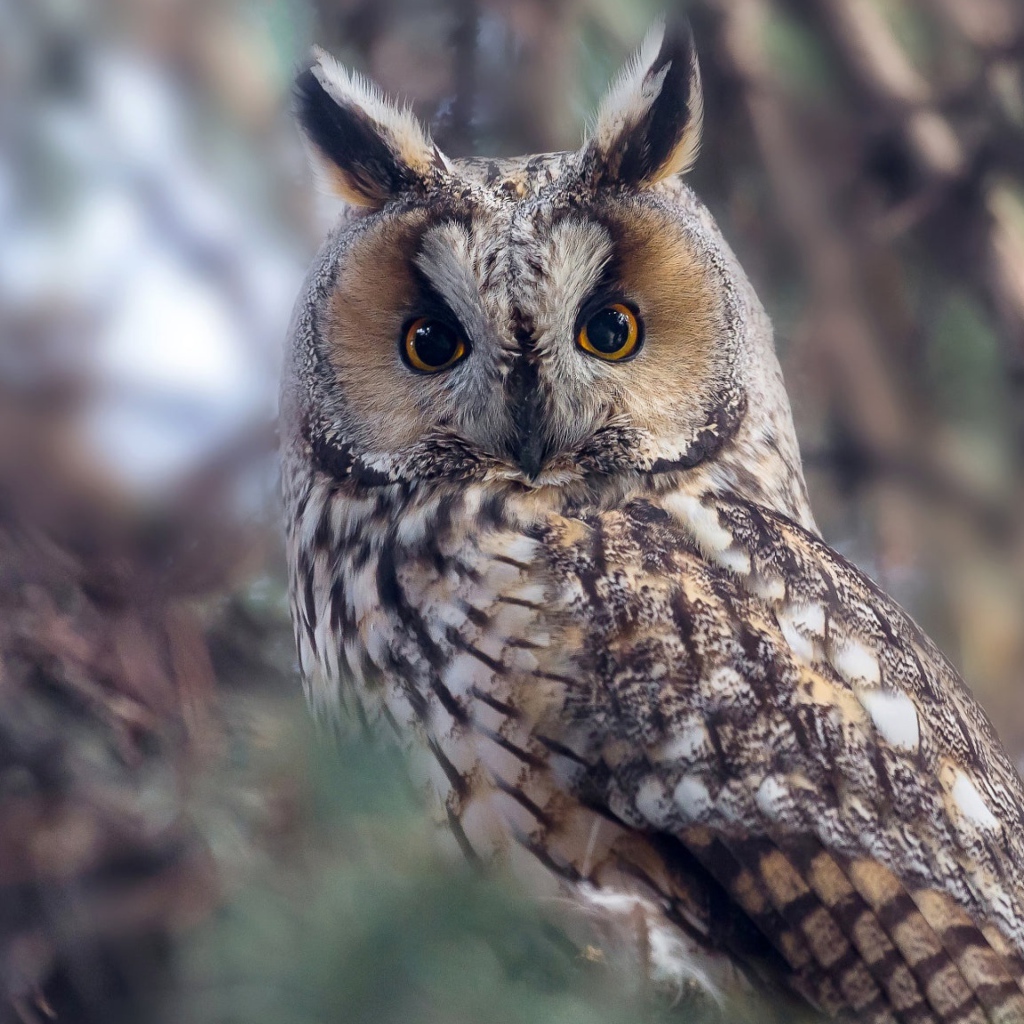 Большая сова с желтыми глазами на дереве