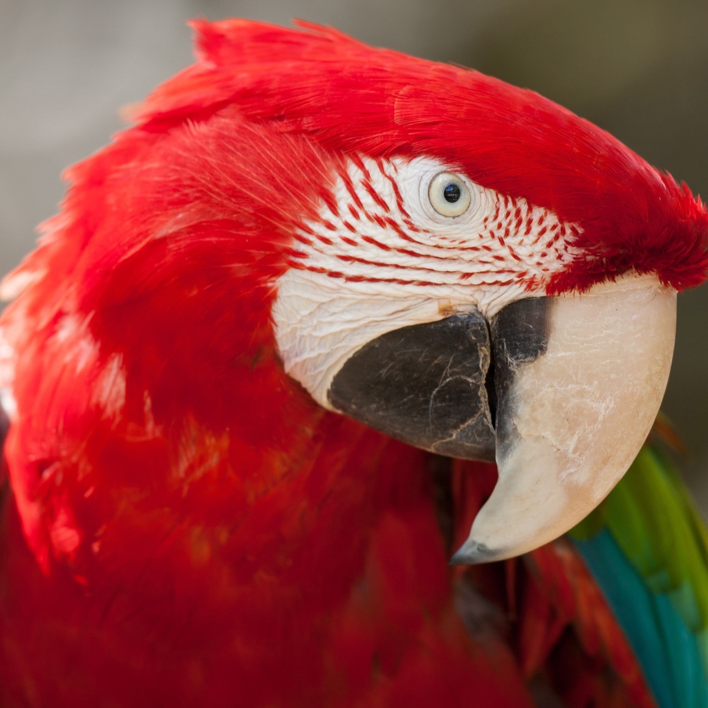 Большой красный ара крупным планом