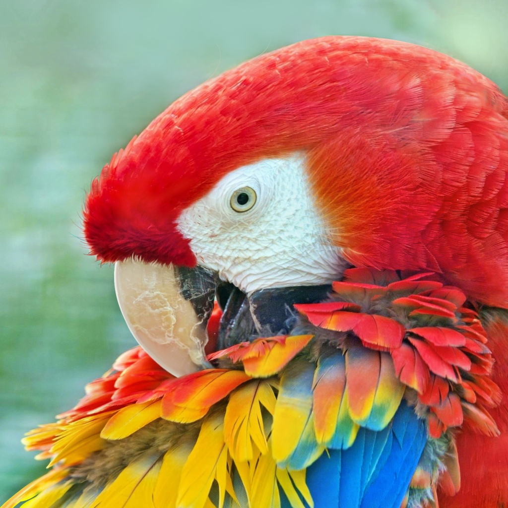 Большой красный ара с яркими перьями крупным планом
