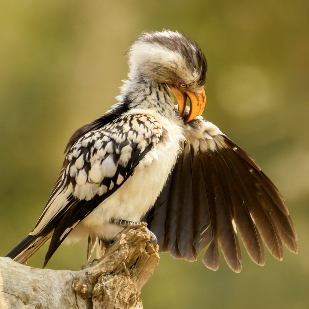 Птица чистит перья на ветке 