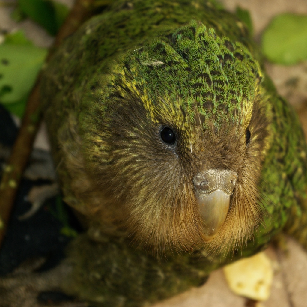 Птица Какапо крупным планом