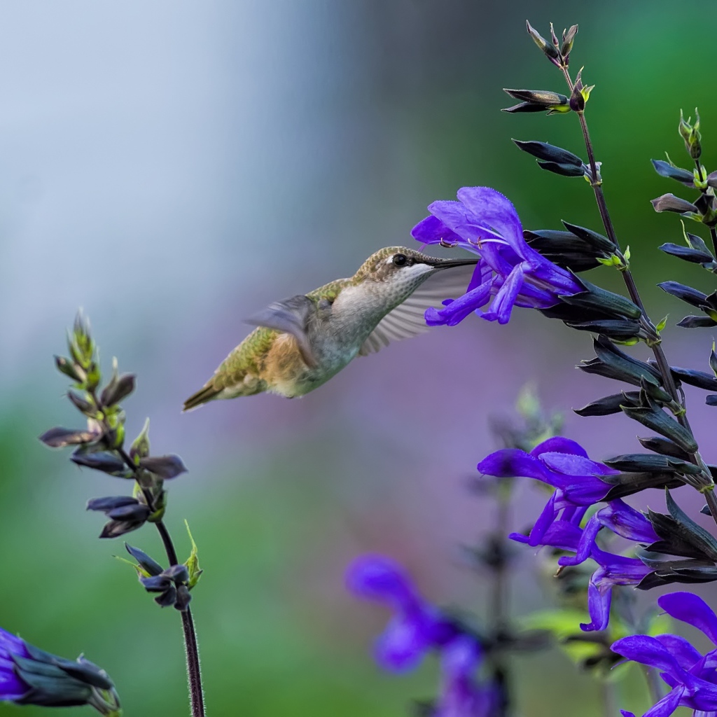 Птица колибри у фиолетового цветка