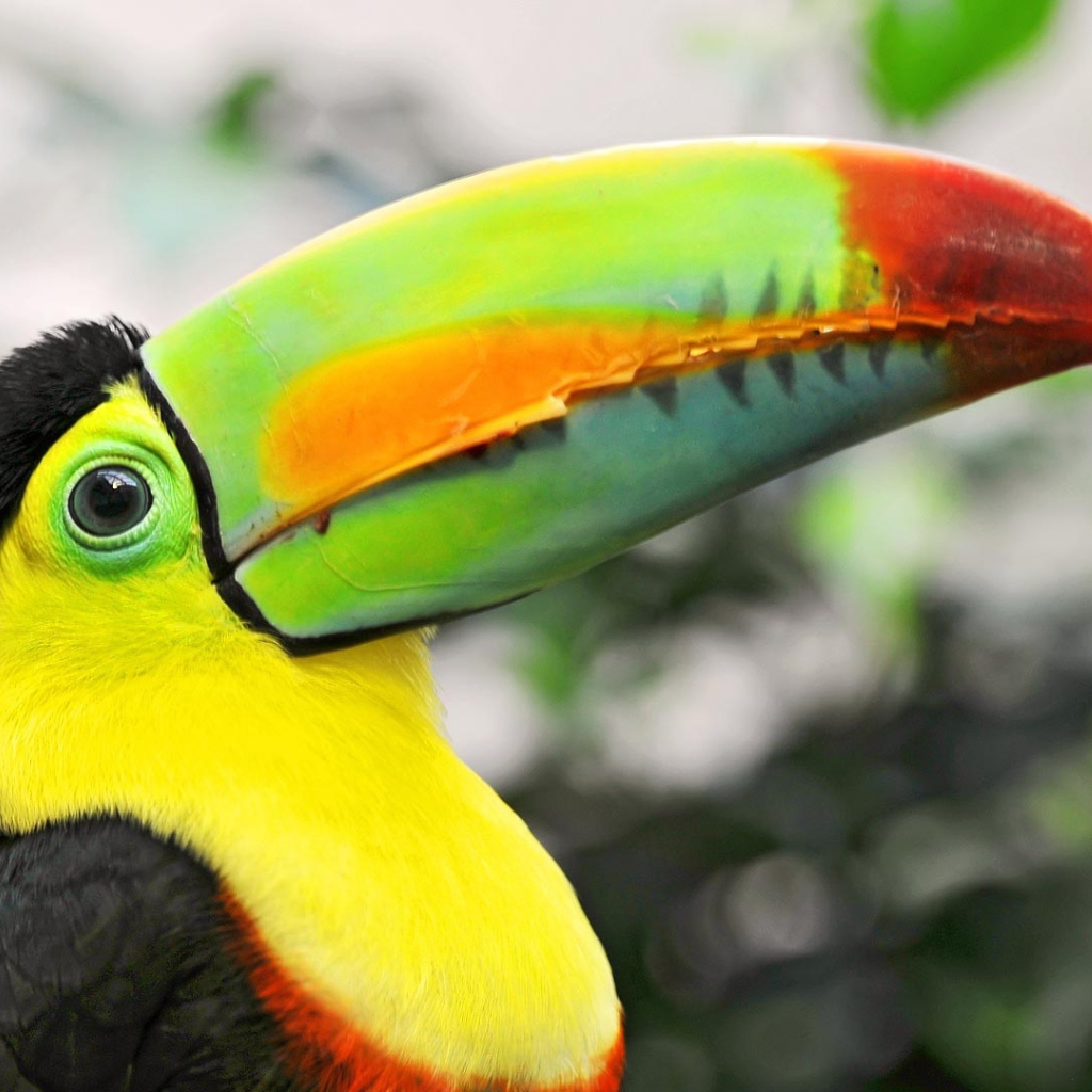 Птица тукан с большим клювом