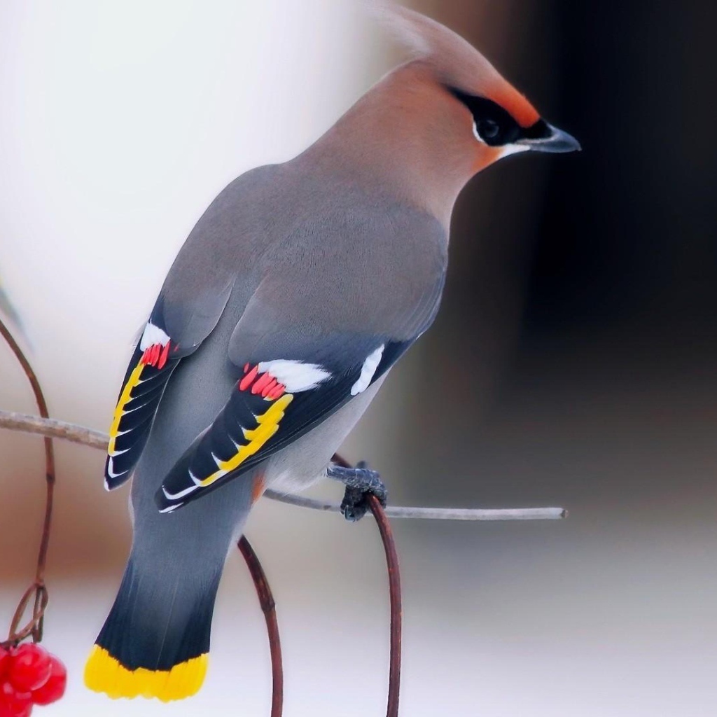 Птица свиристель на ветке с красной калиной