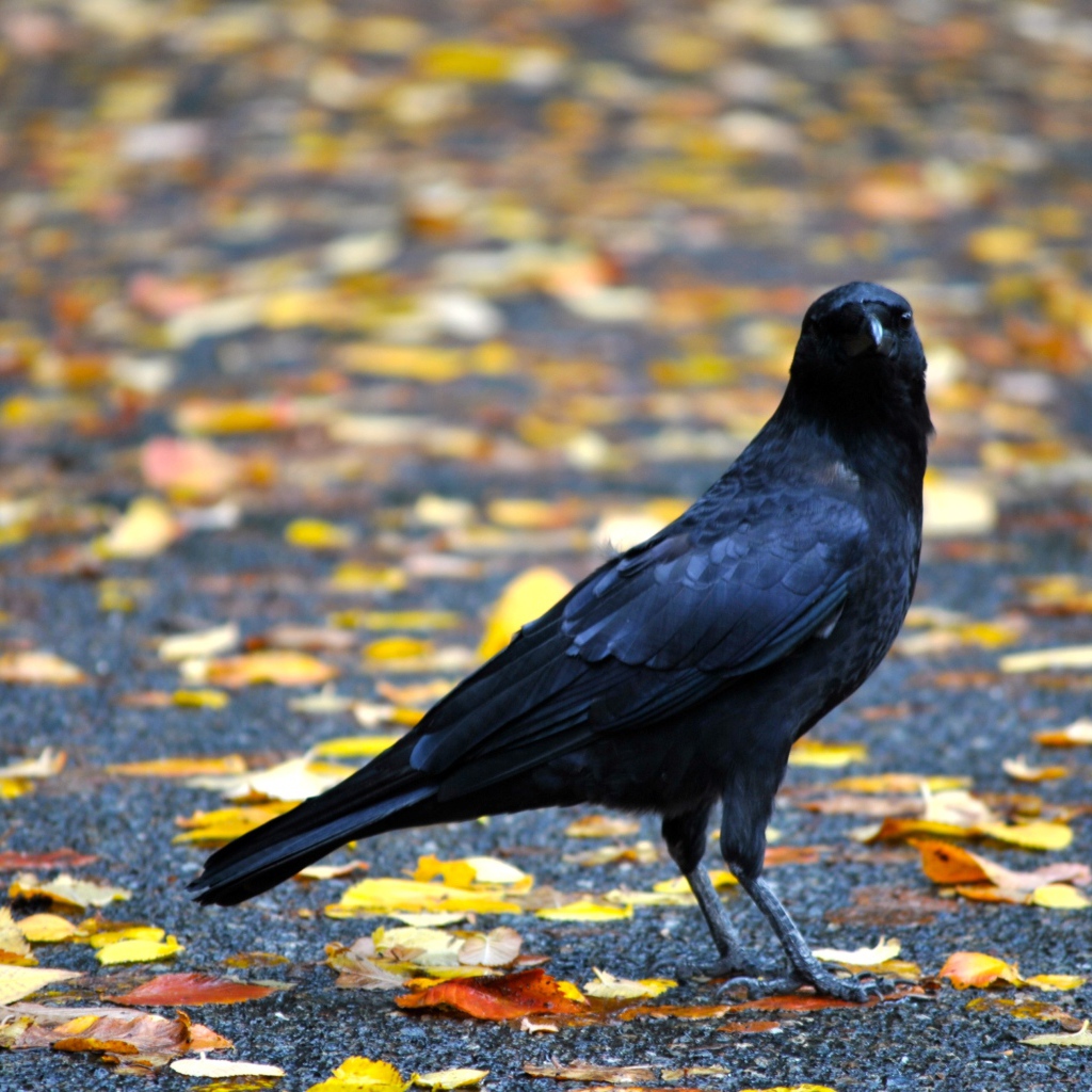 Черный ворон на земле с желтыми опавшими листьями осенью 