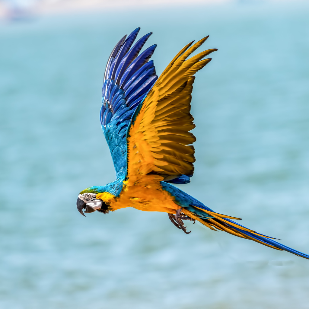Попугай голубо-желтый ара летит над водой