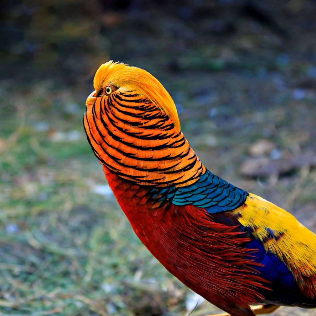 Яркий красивый золотой фазан