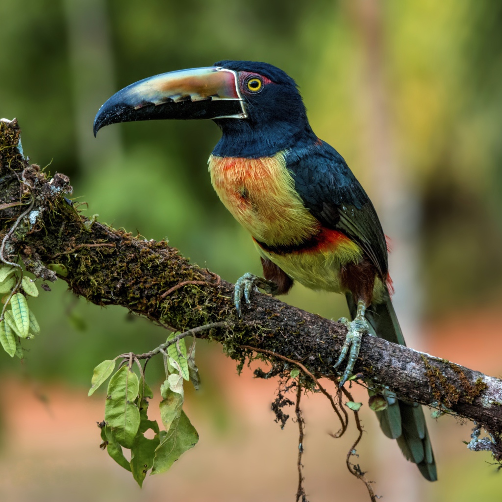 Ошейниковый арасари с длинным клювом на ветке