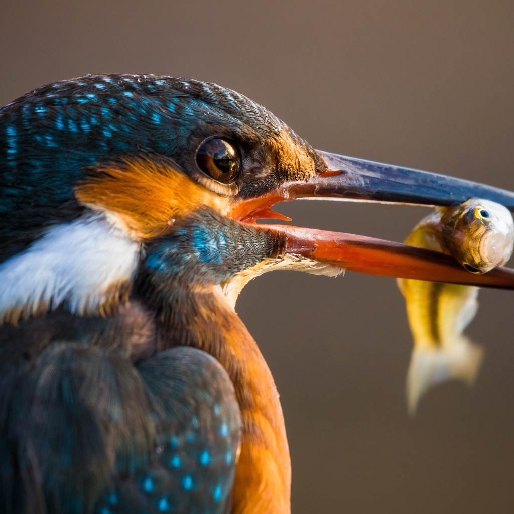 Птица обыкновенный зимородок с рыбой в клюве