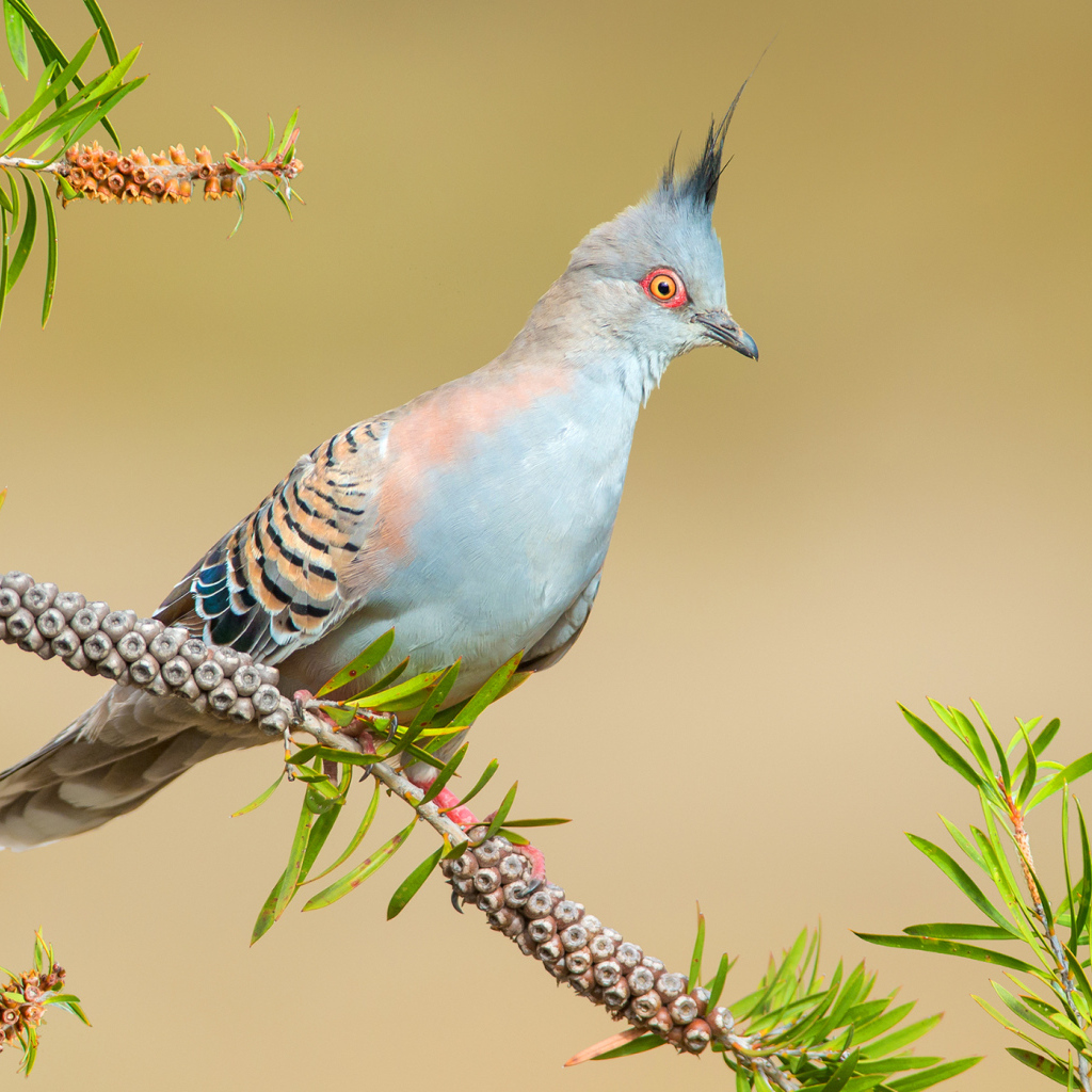 Хохлатый бронзовокрылый голубь на ветке дерева