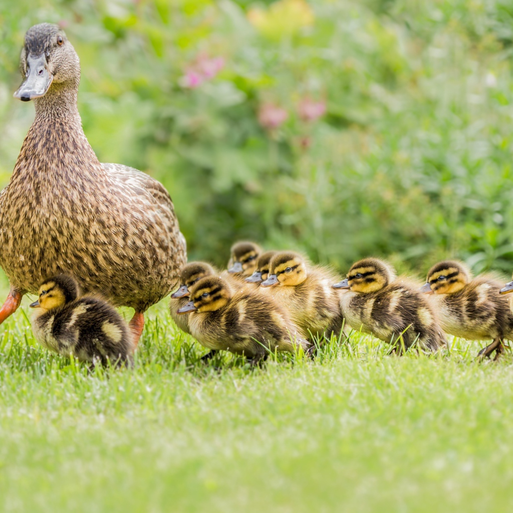 Утка с маленькими утятами идет по зеленой траве