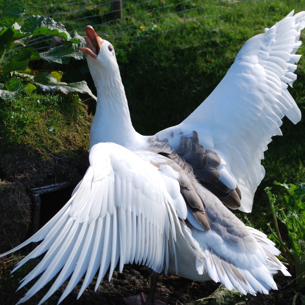 Злой белый домашний гусь