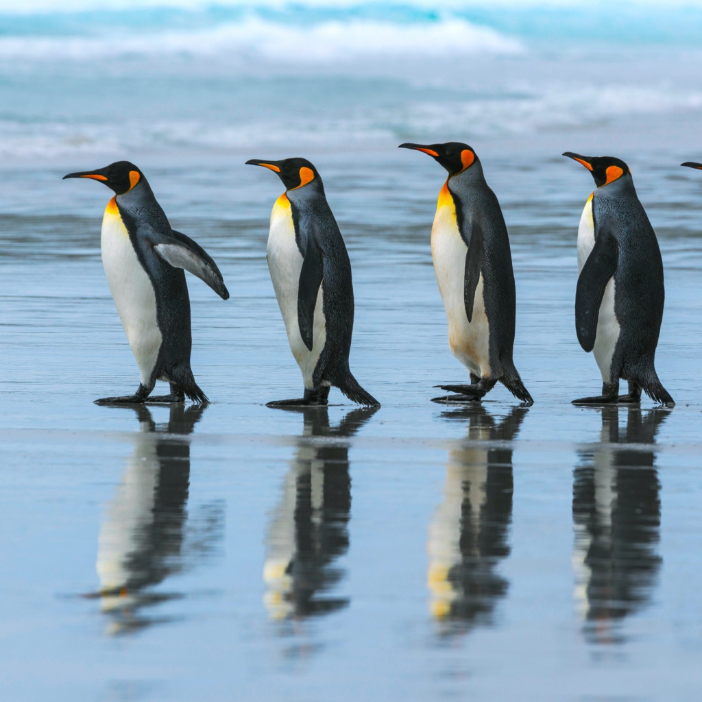 Пять пингвинов идут по воде