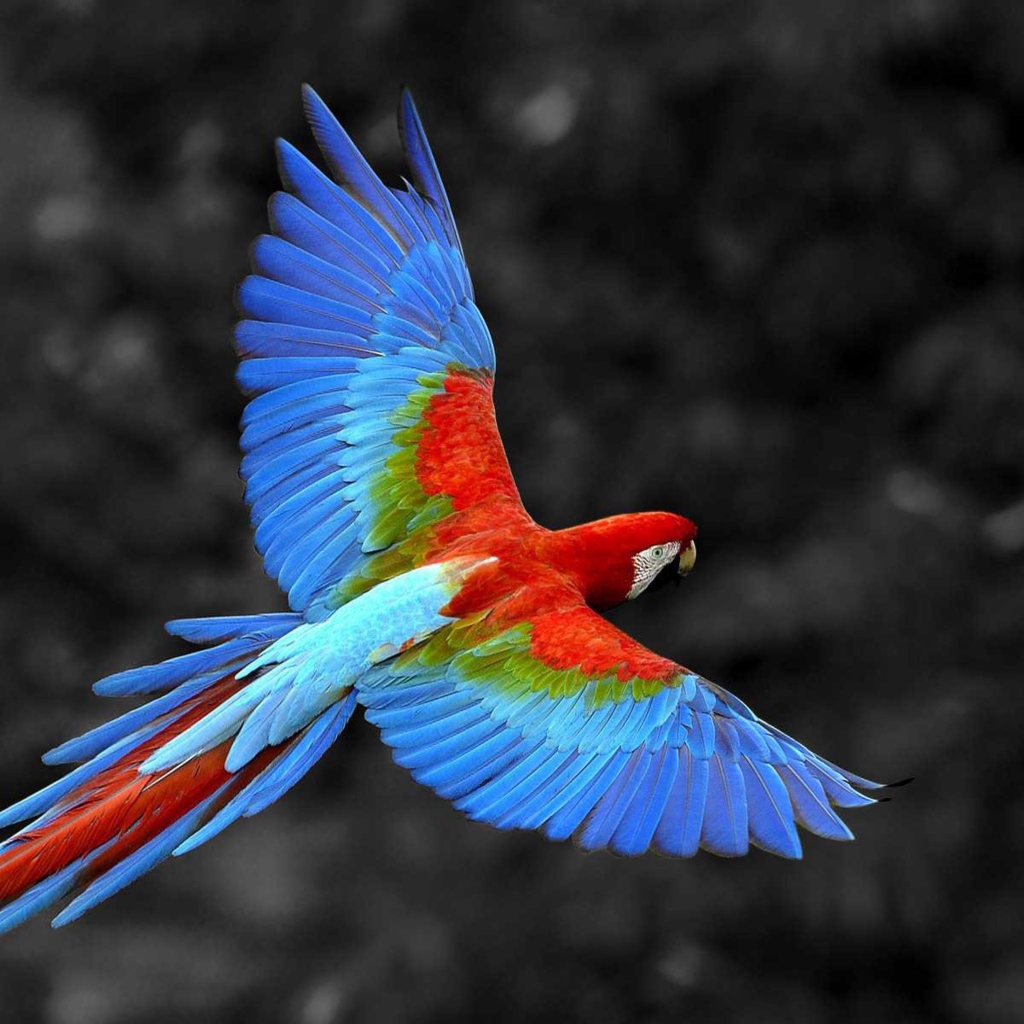 Полет большого попугая ара
