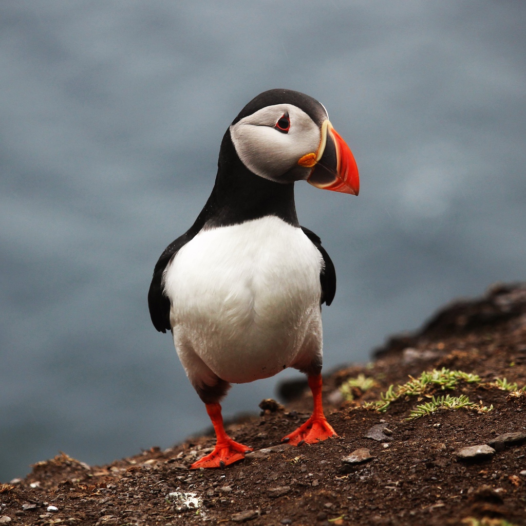 Забавная маленькая птица тупик 