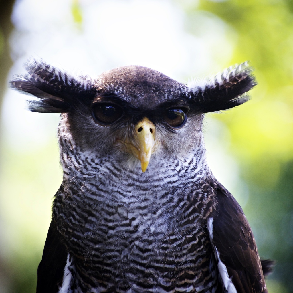 Забавная сова крупным планом