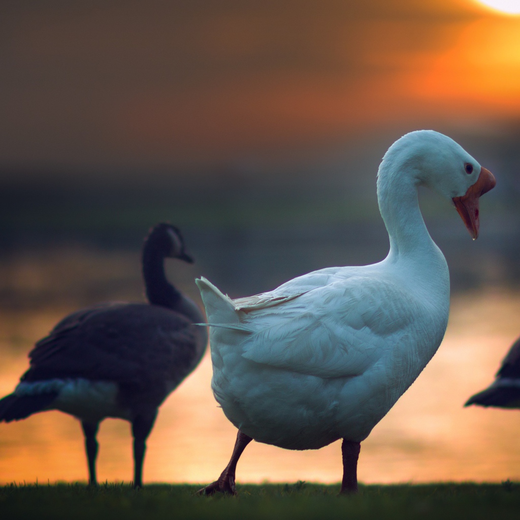 Гуси на фоне солнца на закате