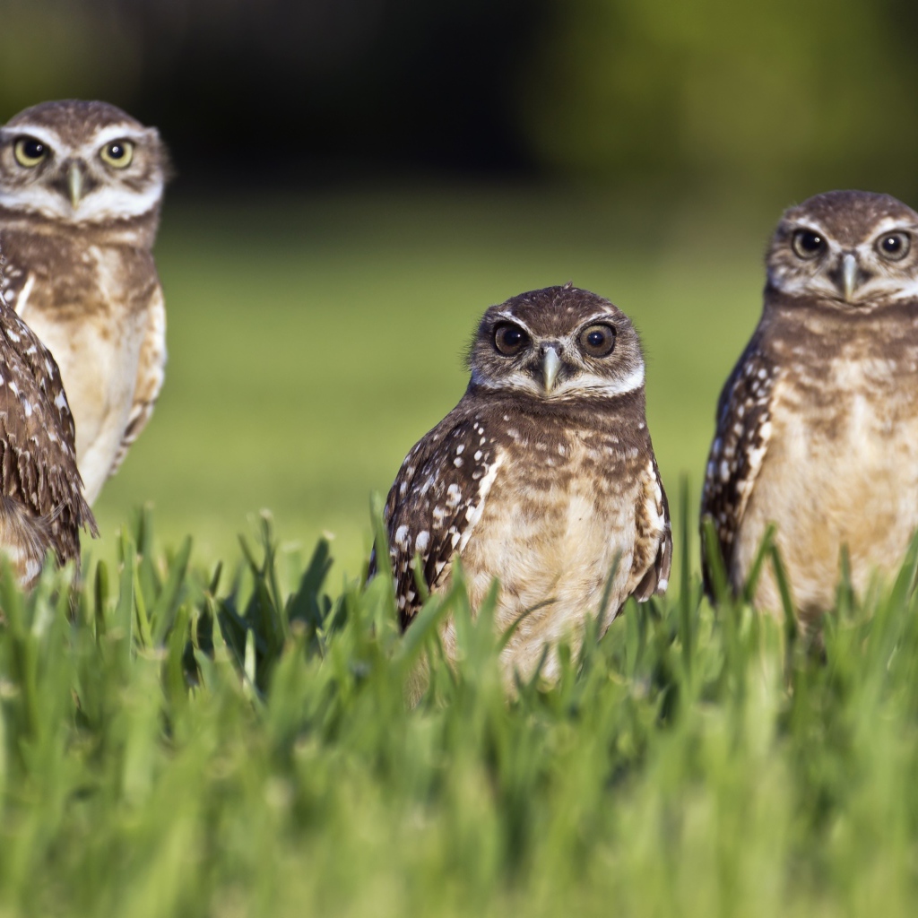 Серые совы сидят в зеленой траве